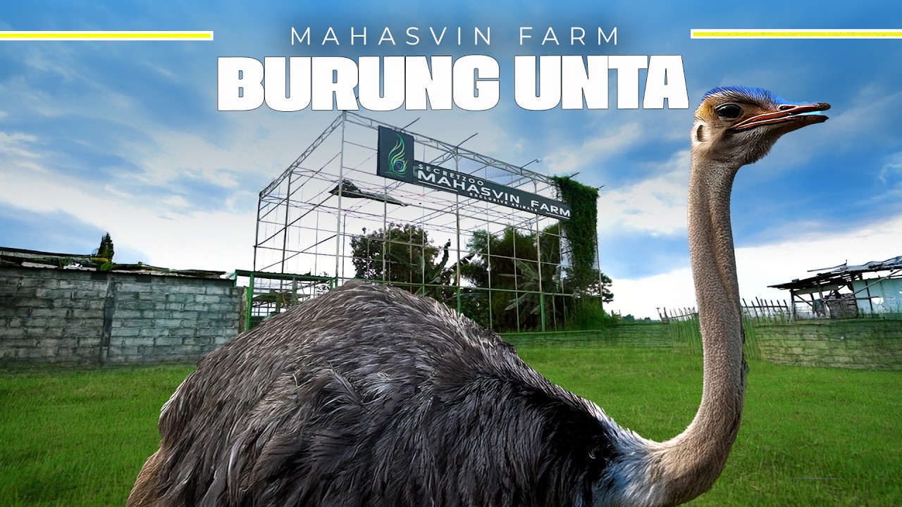 PETERNAKAN BURUNG PURBA TERBESAR DI DUNIA..!! EXCLUSIVE ANIMAL..!!