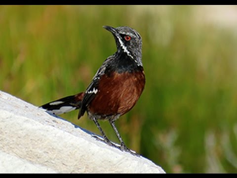 Rooi-Els drive Cape Rockjumpers  23/03/16