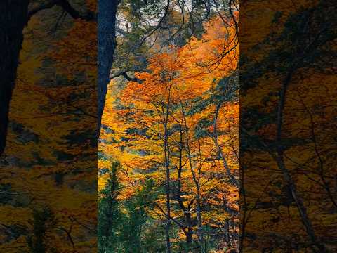 Otoño en la montaña. Así se ve Villa la Angostura en sus primeros días de nieve. #patagoniaargentina