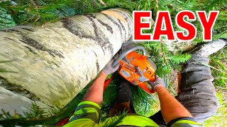 One Easy Method to Fell a Tree Safely