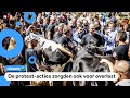 Boeren voeren opnieuw actie: Koeien in centrum Den Haag