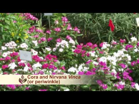 YouTube video about: Where to buy texas superstar plants?