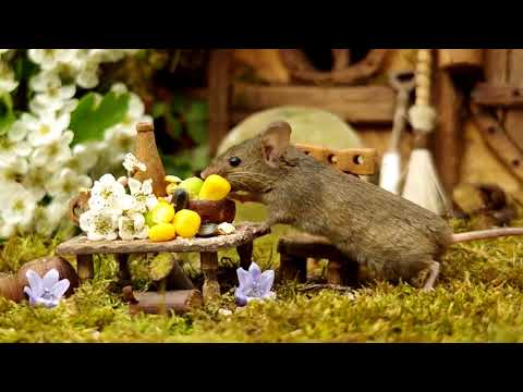 Miceland: Photographer builds miniature resort for mice in back garden