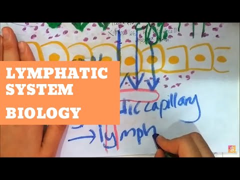 Biology - Lymphatic System Video