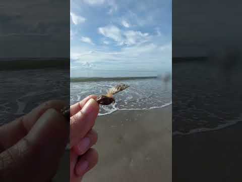 sea snail on beach #snail