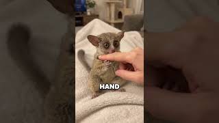 Don’t Let Those Big Eyes Fool You