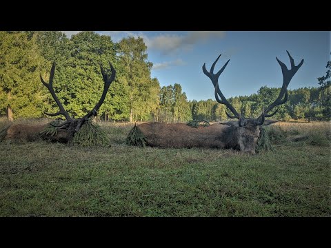 2 Rothirsche erlegt - alt und kapital!