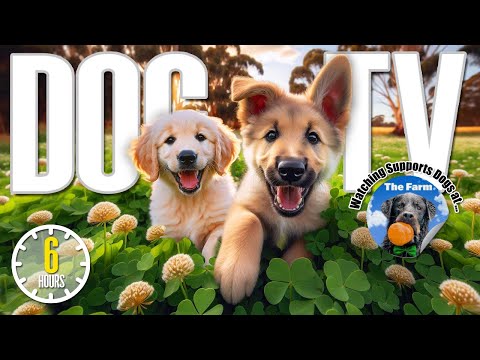 Dog TV for Dogs to Watch 🐶 Entertainment for Dogs 🎵 Relaxing Dog Music & Anti Anxiety Dog Home Alone