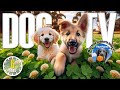 Dog TV for Dogs to Watch 🐶 Entertainment for Dogs 🎵 Relaxing Dog Music & Anti Anxiety Dog Home Alone