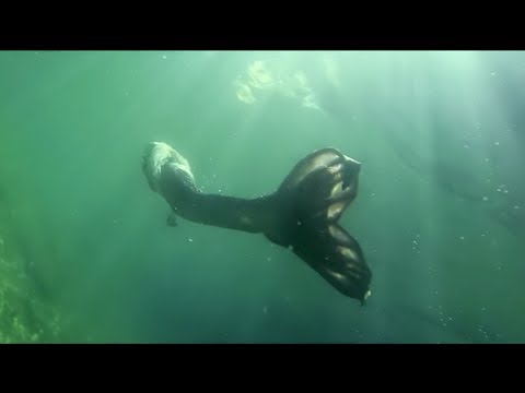 Sandra Plamenats - Rusalka - A. Dvořák