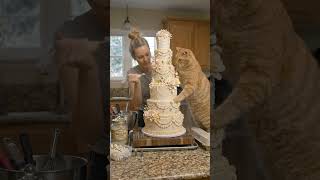 #youtubeshorts  #viral #comedy  #shorts #cat