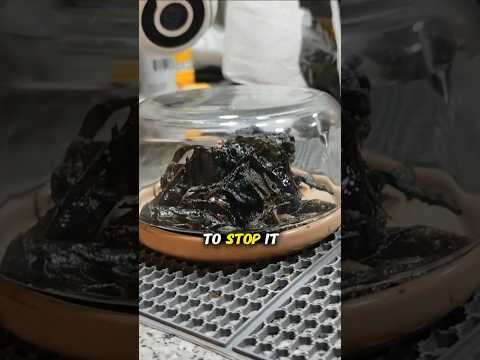 TikToker Finds Growing Meteorite in Backyard! 😳