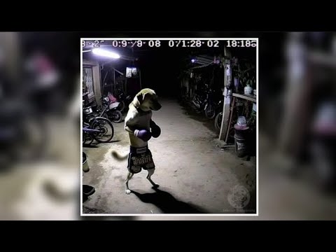 𝘼𝙎𝙎𝙊𝙈𝘽𝙍𝘼𝘾𝘼𝙊 𝙀𝙏𝙀𝙍𝙉𝘼 𝟲.𝟬 - (𝙐𝙇𝙏𝙍𝘼 𝙎𝙇𝙊𝙒𝙀𝘿 𝘼𝙉𝘿 𝙍𝙀𝙑𝙀𝙍𝘽)