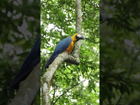 Araras-canindé são soltas no Rio de Janeiro mais de 200 anos após extinção na cidade