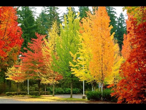 Thì thôi - Thanh Trà