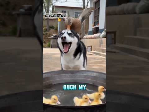 When the mama duck protects her ducklings! 😂🦆🐶 #funnydogs #husky #petcomedy #shorts #foryou #comedy