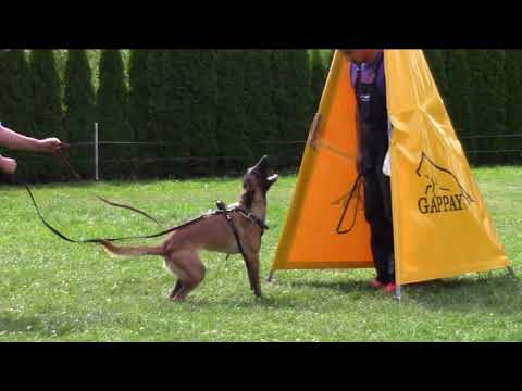 Agenau Komiteja - protection training - 15 + 20 months