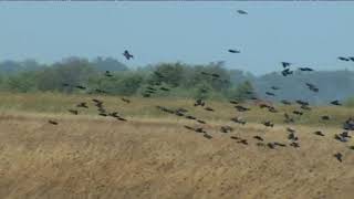 HÍREK A TERMÉSZETBŐL