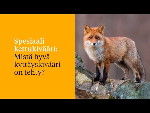 Spesiaali kettukivääri: Mistä hyvä kyttäyskivääri on tehty?