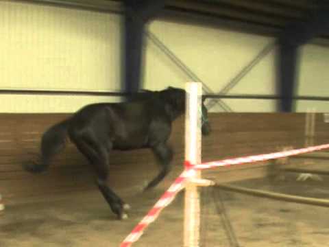 33. by Diamant de Semilly a young stallion at morning exercises.