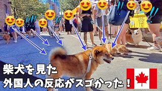 【海外愛され柴犬】海外で大人気! 柴犬を連れて歩くとカナダ人の反応がおもしろすぎ♪【海外の反応】ドッグフェス編