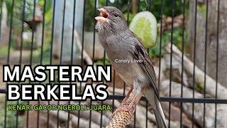 Download lagu Kemewahan Suara Kenari! Baru Putar 10 Detik Kenari Muda Langsung Berani Bunyi Keras mp3