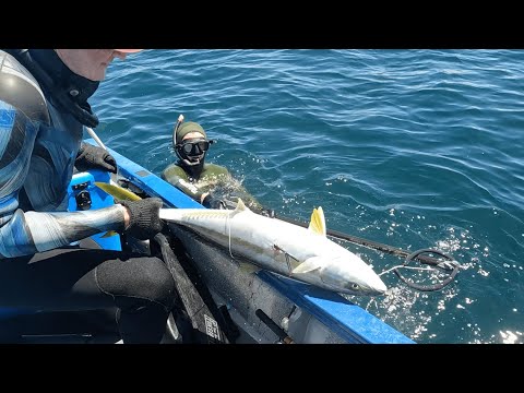 Dassen Island Spearfishing | South Africa | YellowTail