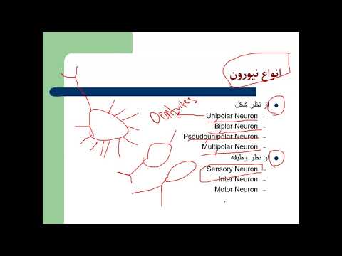 1 2 B, Sto  By Dr Hamidi neuron 3