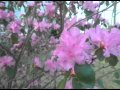 Nature Up Close Bees Pollen S Taxi Cab HD
