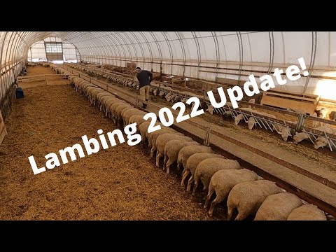 , title : 'Lambing and Feeding Sheep!