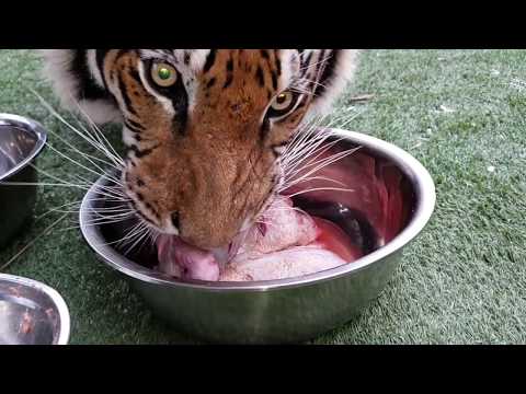 Tigers reaction to different types of cat food!