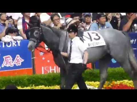 レッドエルディスト　in 東京競馬場　at 2016.05.29. 日本ダービー　＃１