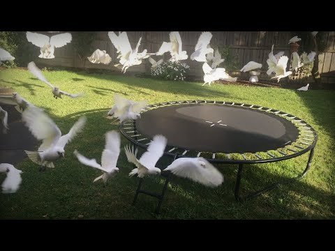 Corella Invasion Part 2