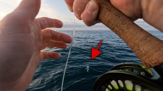 Spanish Mackerel are THICK -  Spanish Mackerel on Fly