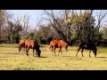 Springtime in Texas / Awakening-John Adorney