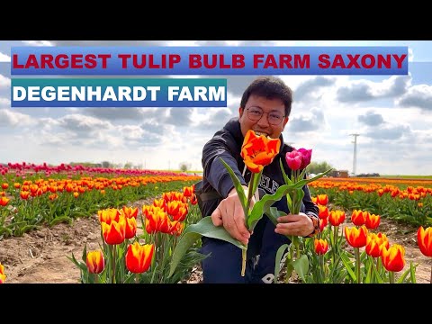 CHRISTIANE DEGENHARDT  TULIP GARDEN\FIELD SCHWANEBERG SüLZETAL | TULPENFELDER bei MAGDEBURG