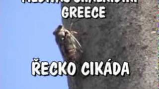 preview picture of video 'CIKÁDA,GREECE MADYTOS, CHALKIDIKI'