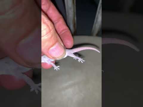 How To Catch a Pest Gecko (Hemidactylus frenatus) Asian House Gecko