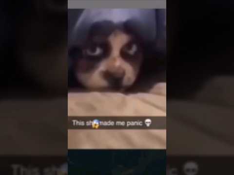 Dog or skinwalker?? #viral #fyp #parati #skinwalkers #mysteriouscases #paranormal #mystery