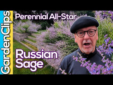 Russian Sage: Extend Your Bloom Season! Pollinator Friendly Perennial Hates One Thing(Salvia yangii)