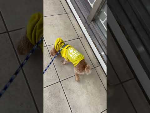 経営学科 雨の日にカッパを着て散歩するトイプードル8ヶ月 #toypoodle #トイプードル