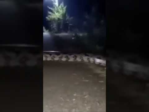 Reportan serpiente 🐍 de gran tamaño cerca de río Torola Morazan
