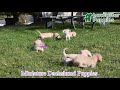 Miniature Dachshund dogs for sale: Ollie - Video 1