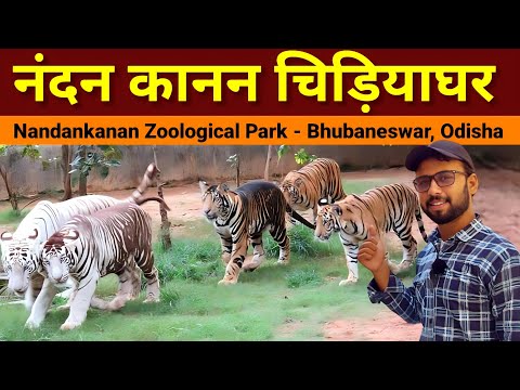 Nandankanan | Zoological Park | Bhubaneswar - Odisha | Nandankanan  jungle safari | Chidiyaghar zoo