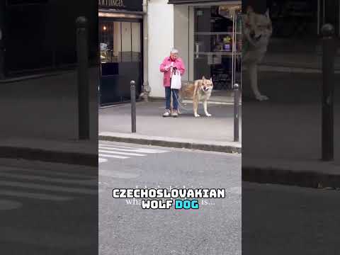 Lady walks with a wolf around Paris.