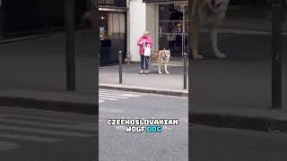 Download lagu Lady walks with a wolf around Paris. mp3