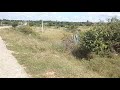 9 Acres PESALAPARTHI KA 12 Lakhs