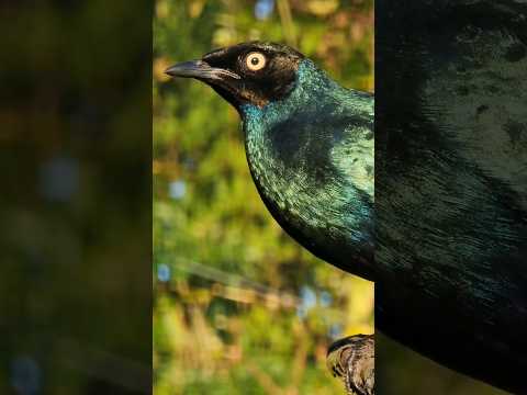Liskavec dlhochvostý (Lamprotornis caudatus) — starostlivosť, voliéra a kŕmenie
