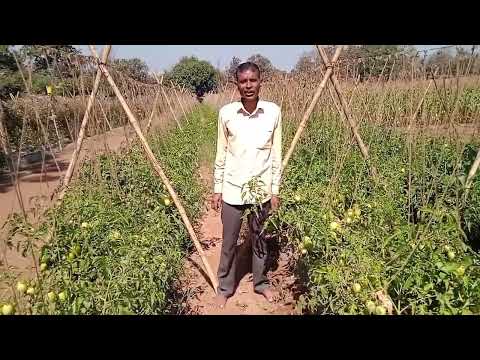 ORGANIC AGRICULTURE BY PARVATBHAI HAS BROUGHT A LANDMARK TRANSFORMATION