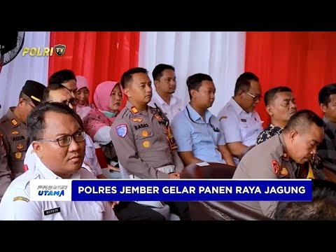 POLRES JEMBER GELAR PANEN RAYA JAGUNG